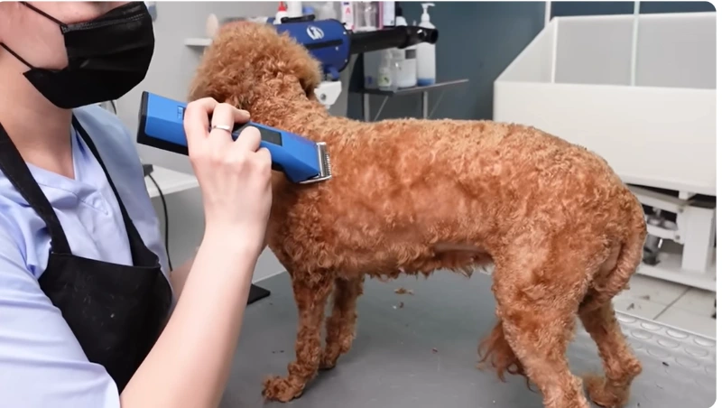 dog grooming maryville