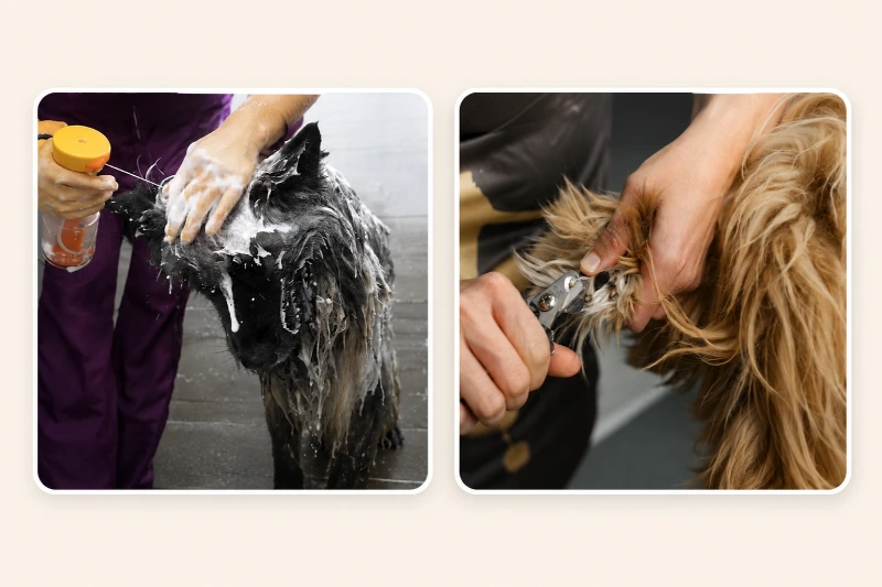 Collage showing a professional dog bath and nail trimming during a full dog grooming appointment in Maryville, TN.