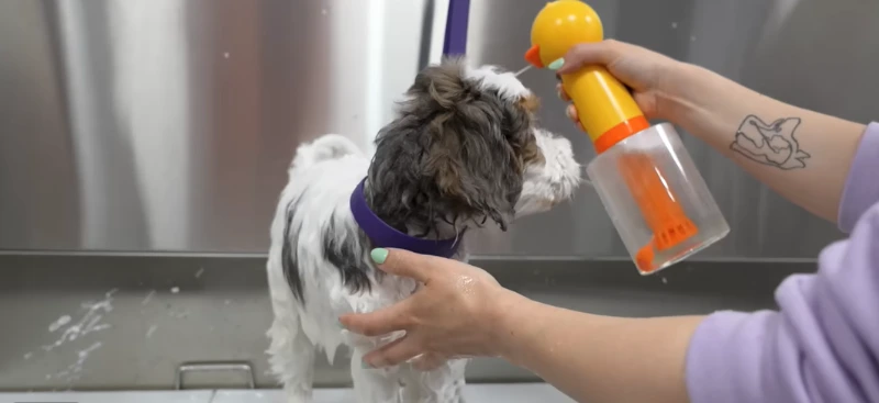 Professional dog bath in Maryville, TN with gentle grooming care