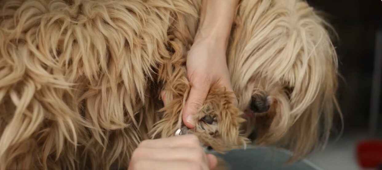 Professional dog nail trimming and paw care in Maryville, TN