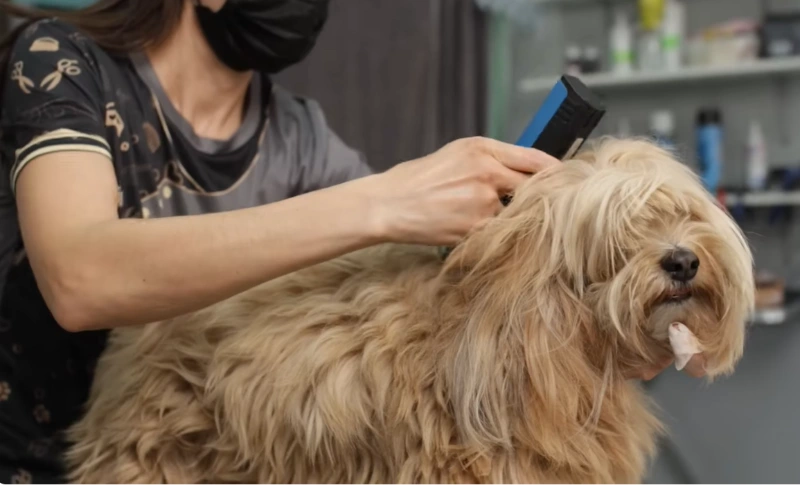 Professional dog groomer carefully trimming a long-haired dog's coat during a full grooming appointment in Maryville, TN.