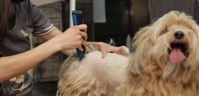 Professional groomer giving a full dog grooming haircut with clippers in Maryville, TN for a healthy, clean, and well-maintained coat.