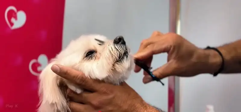 Groomer gently steadying a small white dog by the chin while carefully trimming its face, showing calm, patient handling if a dog gets stressed during a mobile grooming appointment in Maryville, TN
