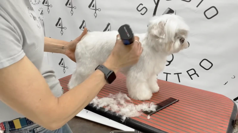 Professional dog groomer removing matted fur from a small dog during a safe de-matting and full grooming service in Maryville, TN.