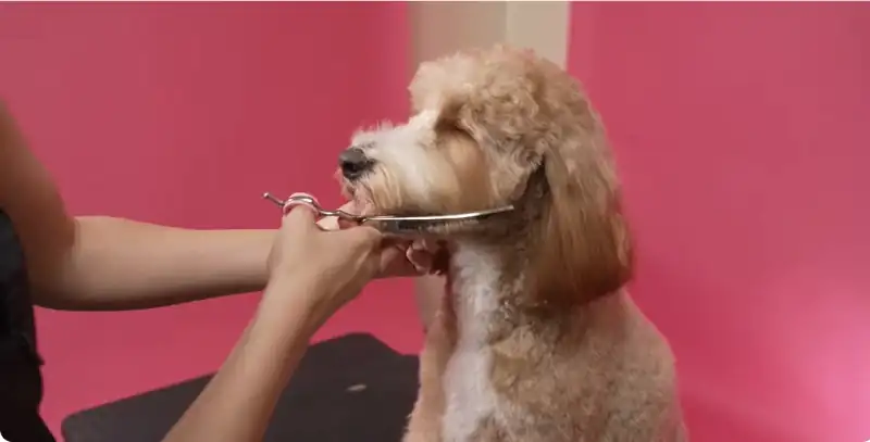 Groomer using scissors to carefully trim a fluffy doodle dog on the face against a pink backdrop, illustrating attentive Maryville-specific mobile dog grooming care