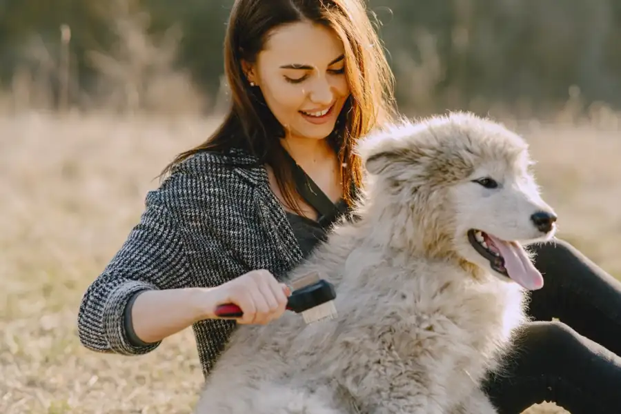 Smiling groomer gently brushing a calm, fluffy white dog outdoors, showing how safe and stress-free mobile dog grooming is in Maryville, TN