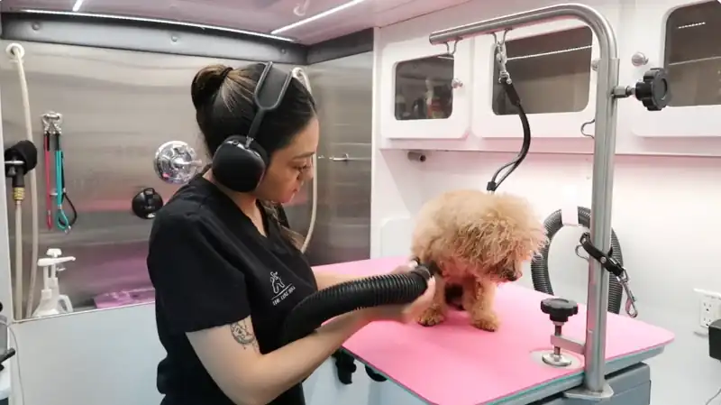 Professional groomer blow-drying a small poodle inside a fully equipped mobile dog grooming van in Maryville, TN