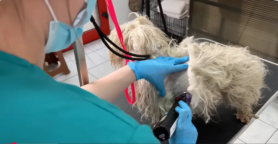 Professional dog groomer in a mask and gloves gently working through a nervous rescue dog’s matted coat during a calm, low-stress grooming session in Maryville, TN