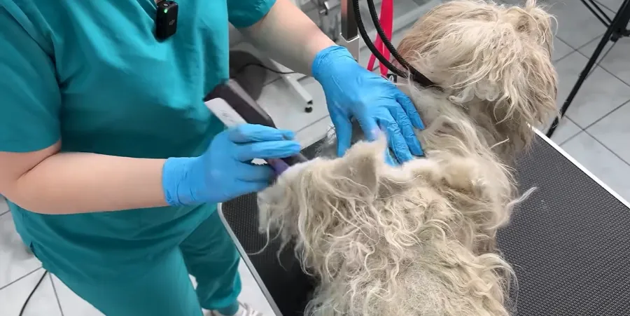 Professional dog groomer in Maryville, TN gently de-matting an older dog’s thick, matted coat by hand during a patient, low-stress senior grooming session