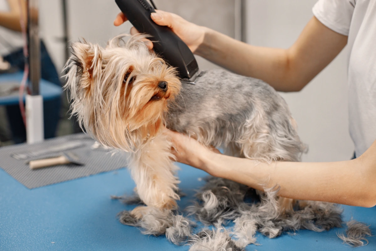 Yorkshire Terrier getting a breed-specific clipper groom at a professional dog grooming salon in Maryville, TN