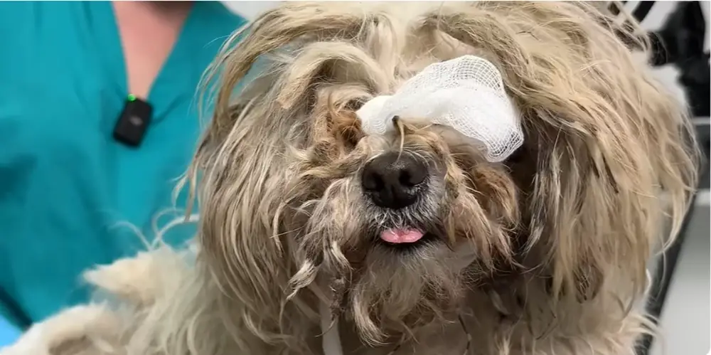 Senior rescue dog resting calmly during a gentle, patient grooming session at a Maryville, TN dog groomer